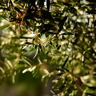 Liście oliwne
